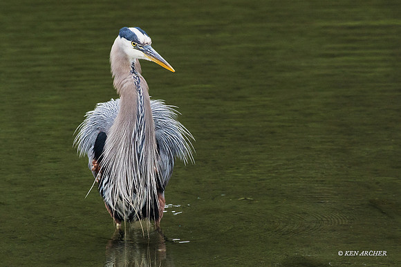 GHH00500 - Great Blue Heron