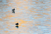 MSWL01741 - Multiple Species of Waterfowl