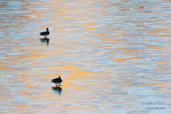 MSWL01741 - Multiple Species of Waterfowl