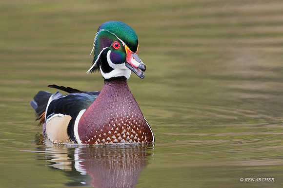 WDDK00759 - Woodduck