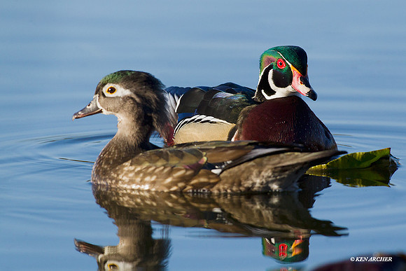 WDDK00556 Wood duck pair