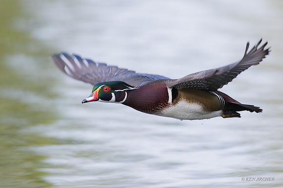 WDDK00816 - Woodduck