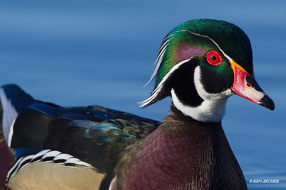 WDDK00477 Wood duck
