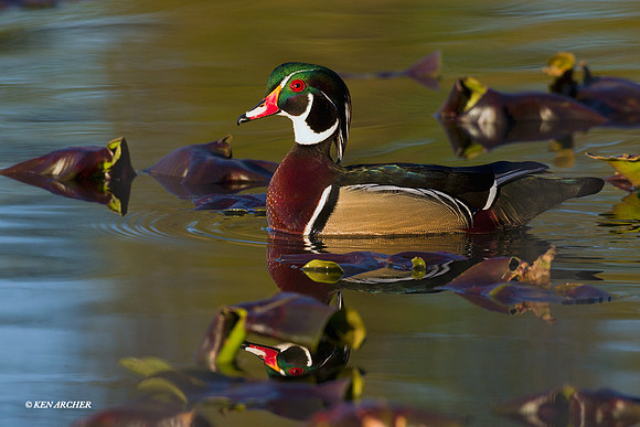 WDDK00659 Wood Duck