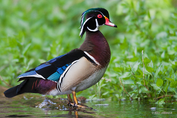WDDK00164 - Woodduck
