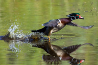 Wood Duck Drake - WDDK00053