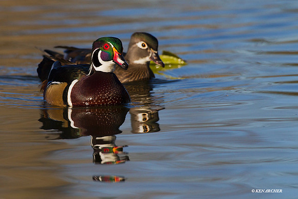 WDDK00498 Wood Duck