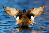 GDWL00855 - Gadwall Duck