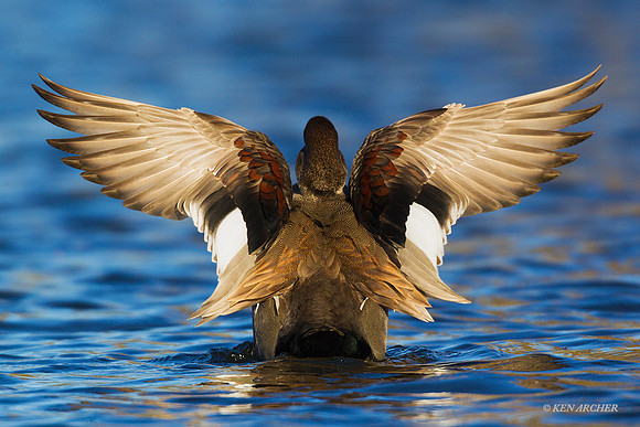 GDWL00855 - Gadwall Duck