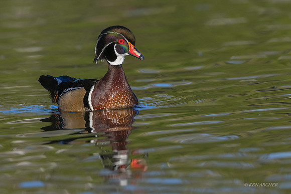 SDWD00086 - Wood duck
