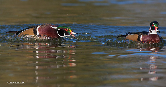 WDDK00439 - Wood Duck Drakes