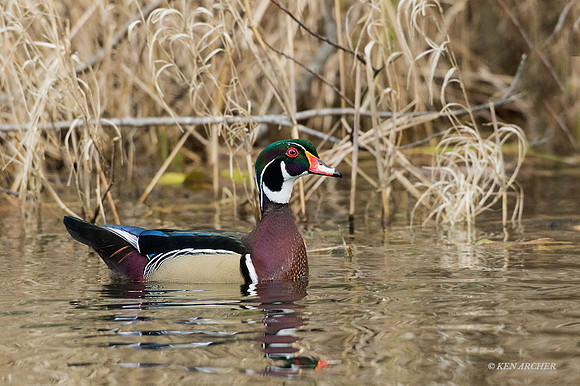 WDDK00772 - Woodduck