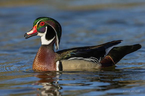 SDWD00033 - Wood duck