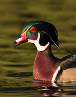 WDDK00200-Woodduck