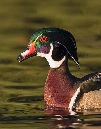 WDDK00200-Woodduck