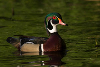 Wood Duck