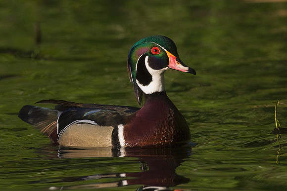 Wood Duck