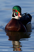 WDDK00476 - Wood Duck