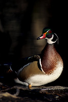 WDDK419021-Wood-Duck-Drake