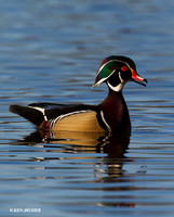 WDDK00603 Wood Duck
