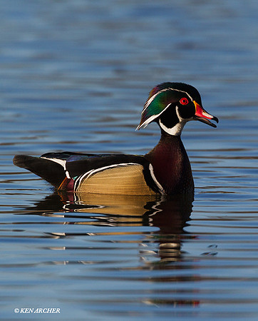 WDDK00603 Wood Duck