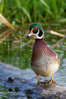 WDDK00016-Woodduck