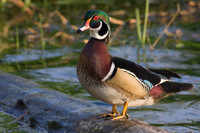 WDDK00037-Woodduck