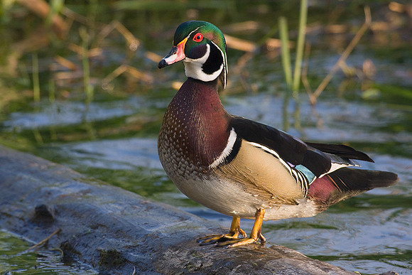 WDDK00037-Woodduck