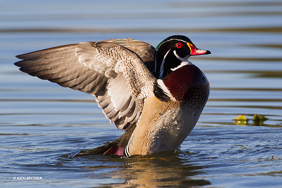 WDDK00555 Wood Duck