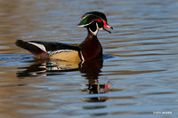 Wood Duck Drake - WDDK00456