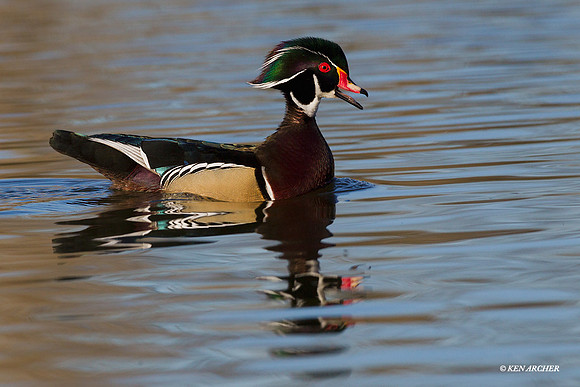 Wood Duck Drake - WDDK00456
