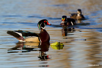 Wood Duck
