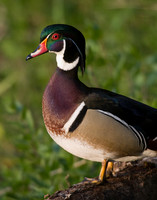 Wood Duck Drake - WDDK00330
