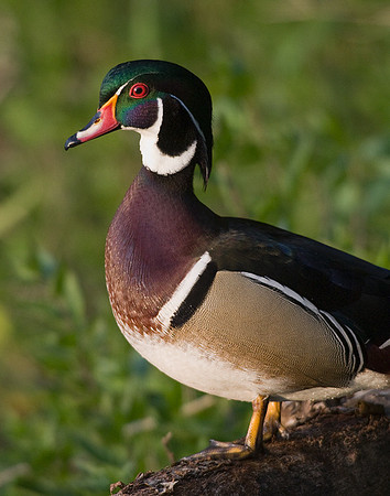 Wood Duck Drake - WDDK00330