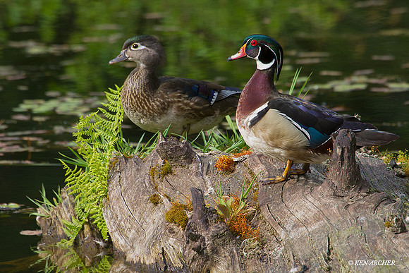 WDDK00909 - Woodduck
