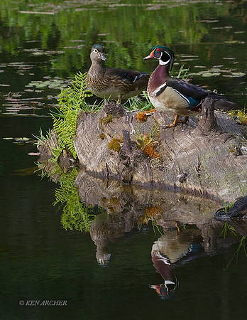 WDDK00918 - Woodduck