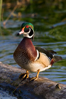 Wood Duck