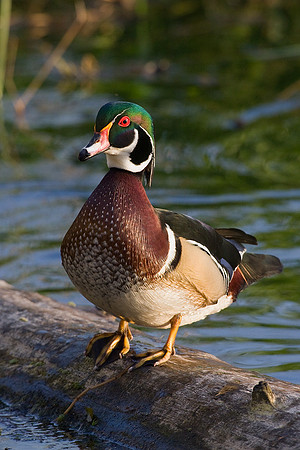 Wood Duck