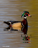 WDDK00653 - Wood Duck Drake