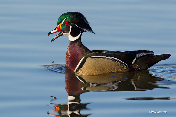 Wood Duck Drake - WDDK00459