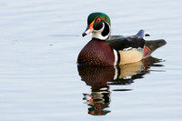 Wood Duck Drake - WDDK00011