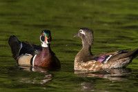 Wood Duck