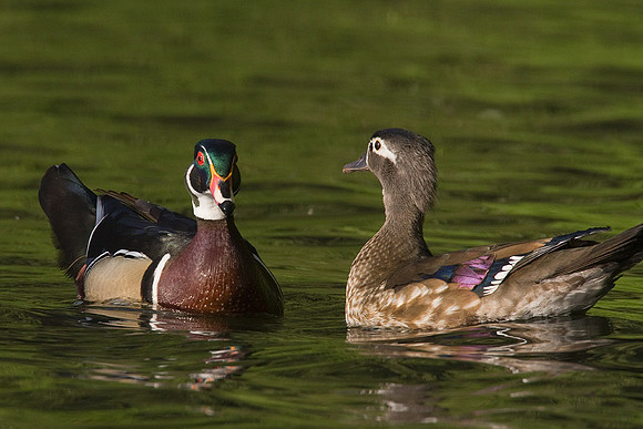 Wood Duck