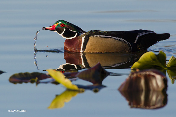 WDDK00626 - Wood Duck