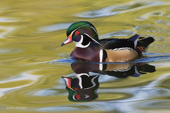 WDDK00850 - Woodduck