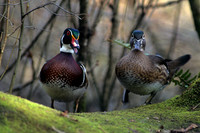 WDDK419366-Wood-Duck-Pair