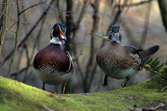 WDDK419366-Wood-Duck-Pair