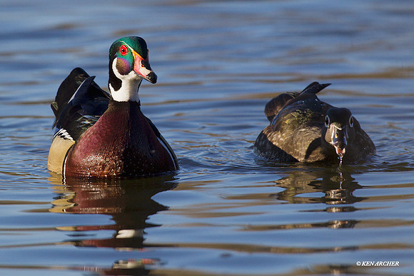WDDK00504 Wood Duck Pair