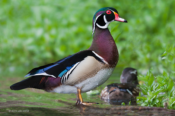 WDDK00156 - Woodduck