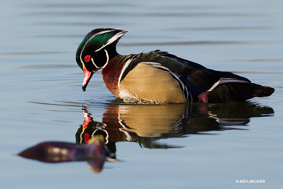 WDDK00638 Wood Duck